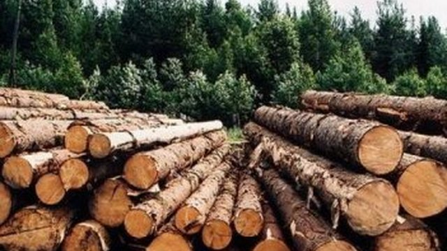 Заготівля деревини (Галсільліс)